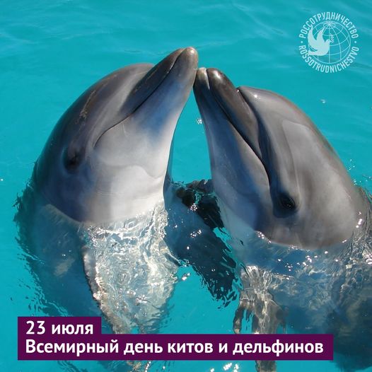 23 июля отмечается Всемирный день китов и дельфинов. Это умн...