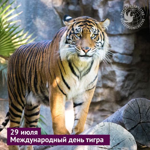 Всемирный день тигра был учрежден в 2010 году в Санкт-Петерб...